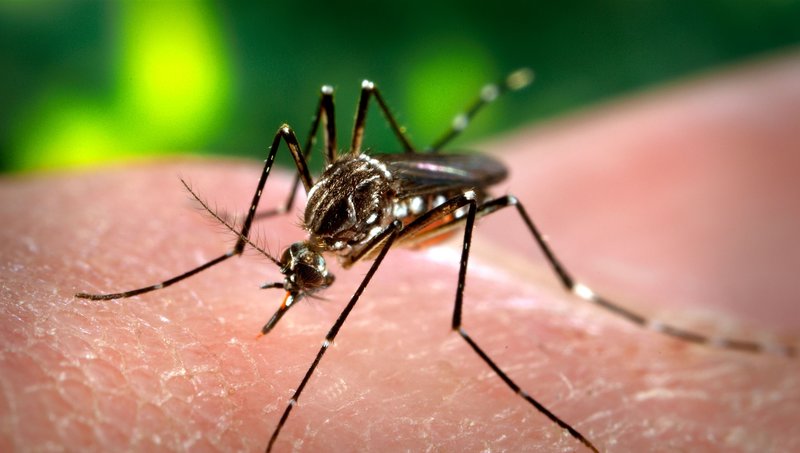 imagen de Dengue: La medida de protección más efectiva es evitar la picadura del mosquito