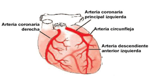 Arterias