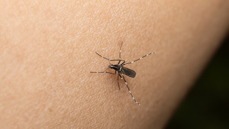 imagen de Recomendaciones / mosquitos